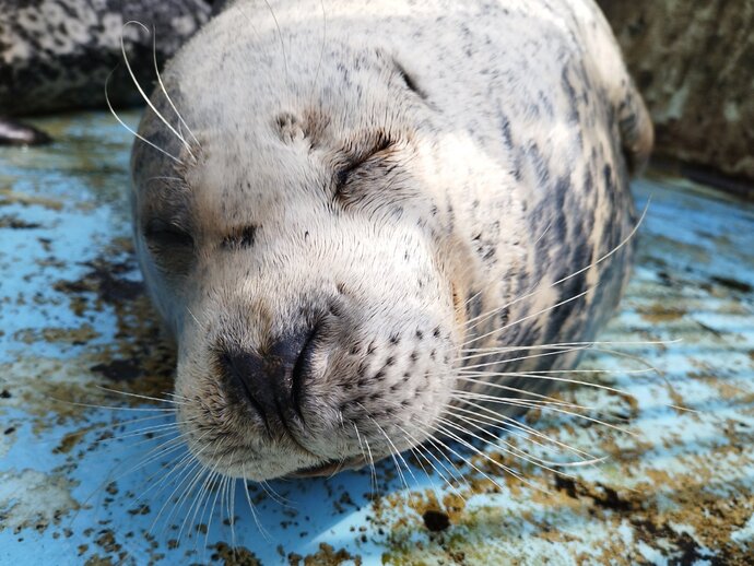 2025年11月7日(金曜日)死亡 ゼニガタアザラシ アラレ