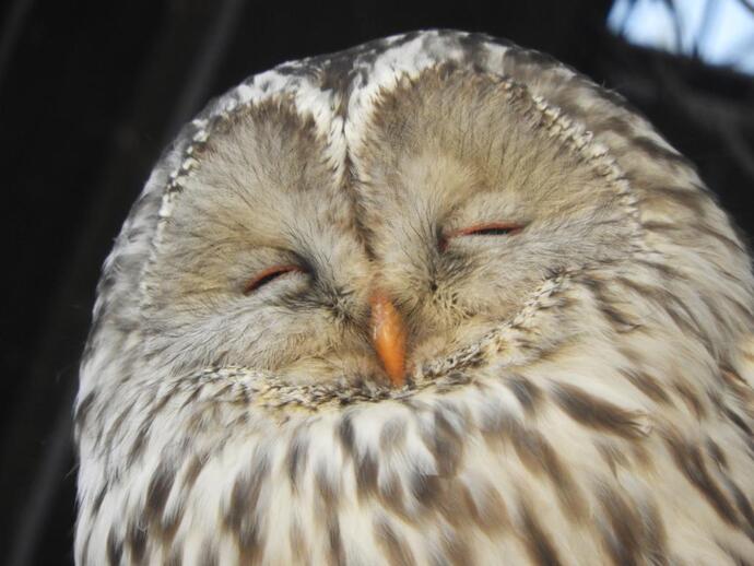 20251125エゾフクロウ