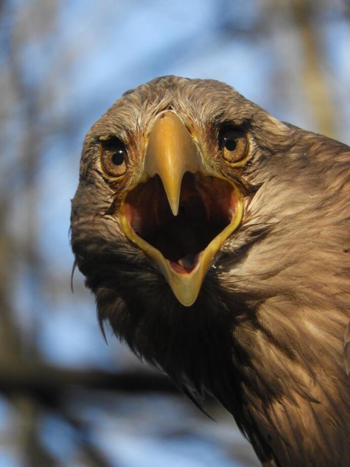 20251125オジロワシ