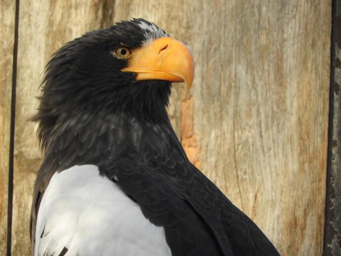 20251125オオワシ