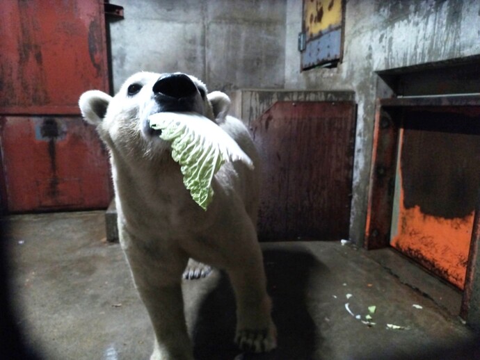 白菜を食べるマルル