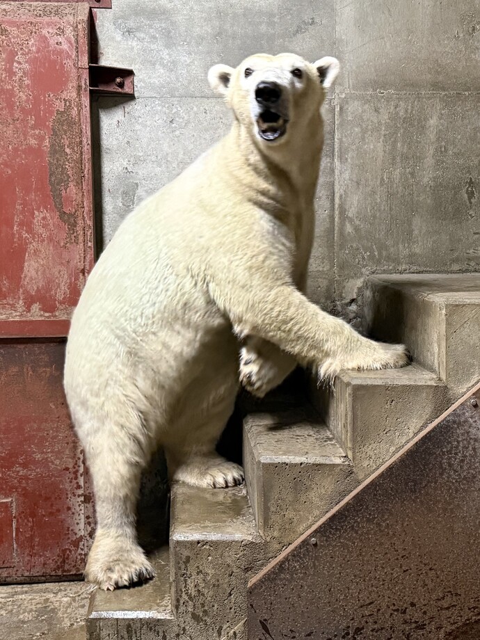 ホッキョクグマ「マルル」(メス・13歳)