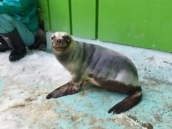 オタリアの写真