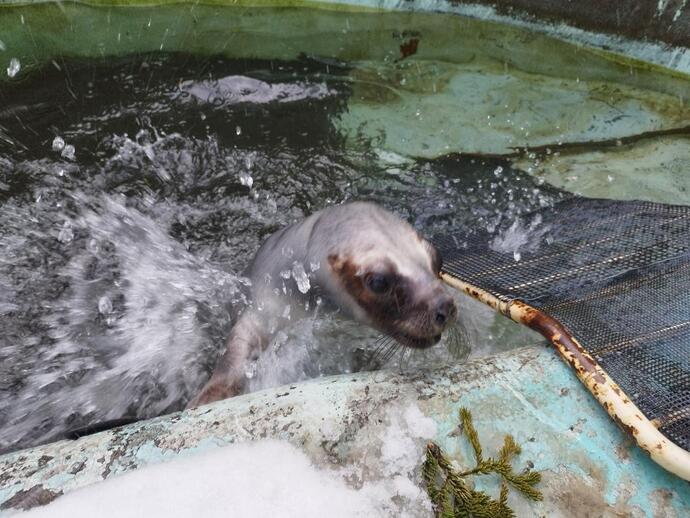 オタリアの写真4