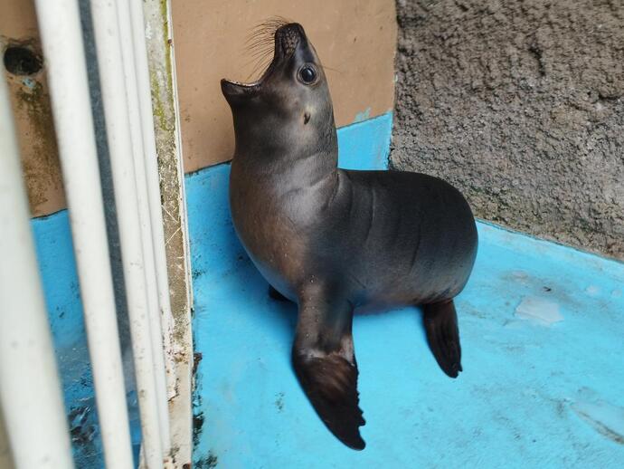 オタリアの写真5