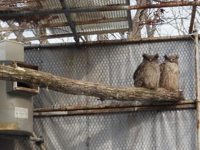 シマフクロウ「ラライ」と「フラト」