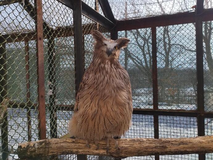シマフクロウ「モコ」
