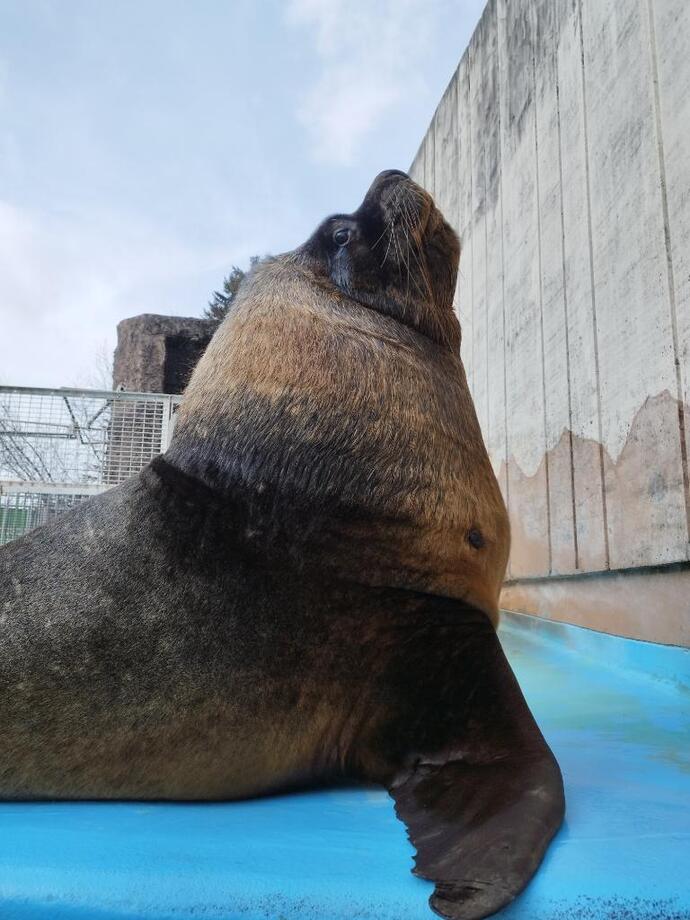 オタリアのトキ