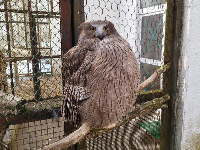 シマフクロウ「ペペ」