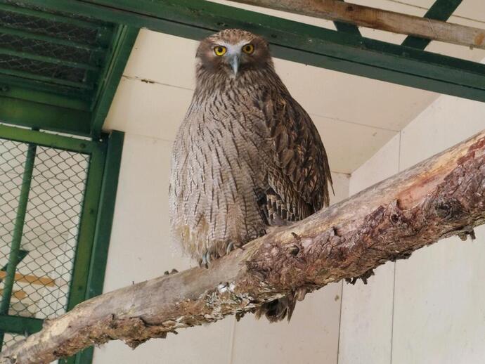 シマフクロウ「ロコ」