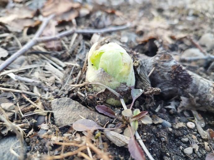 ふきのとうの写真