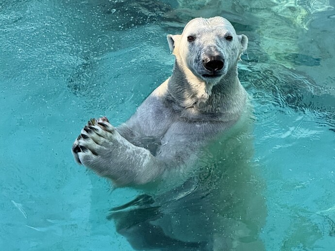 プールにいるマルル