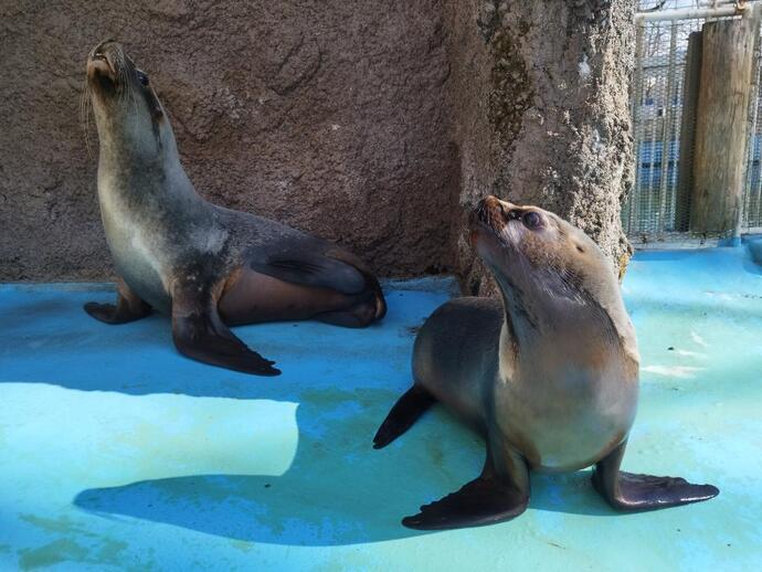 オタリアの親子の写真