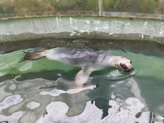 249日齢のオタリア