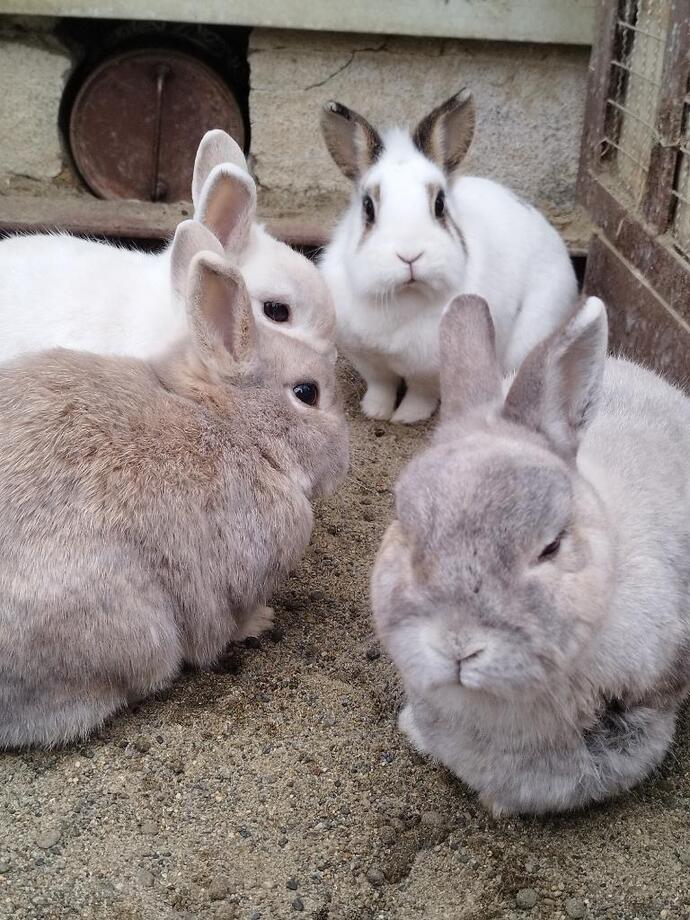 usagi