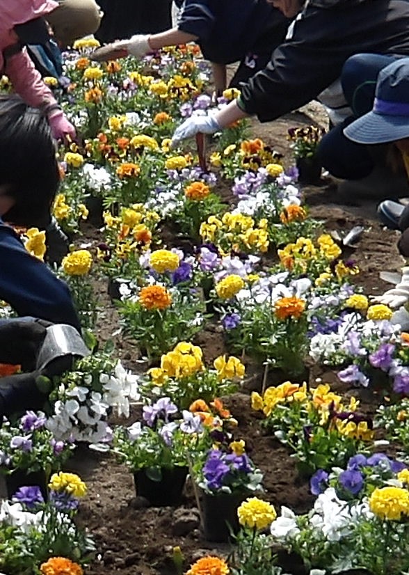 20260430花植え作業