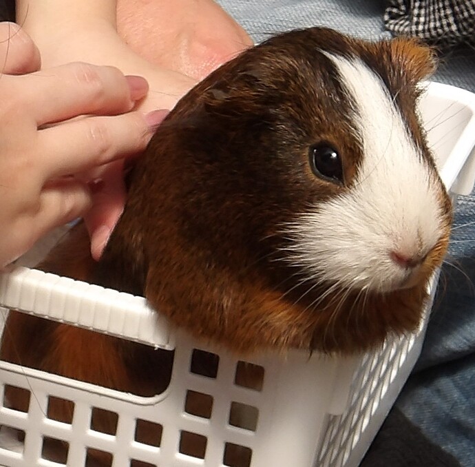 モルモットふれあい