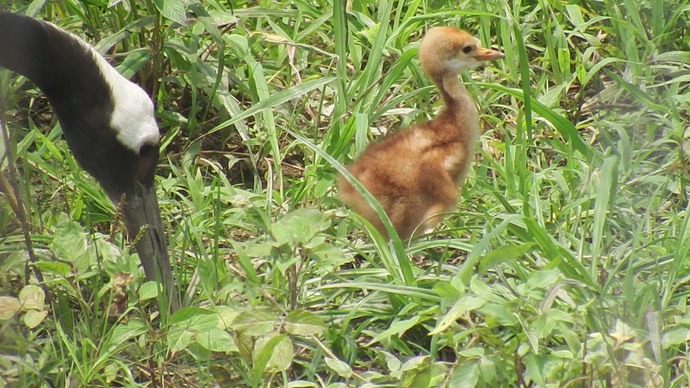 親鳥とひな