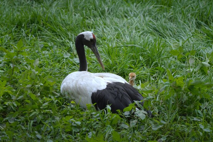 親鳥とひな2