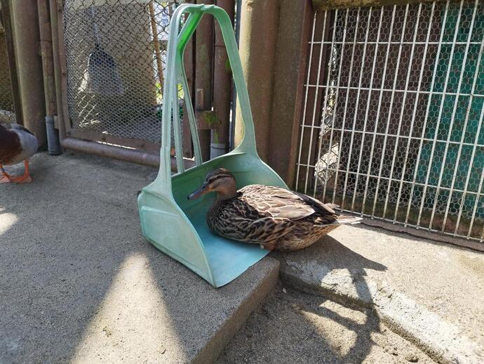 フライングケージ内のマガモ