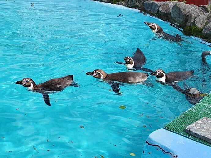 ペンギン