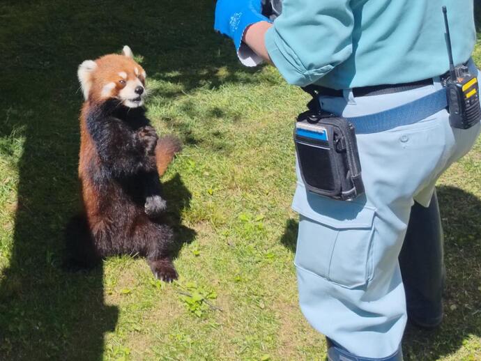 あすなろ