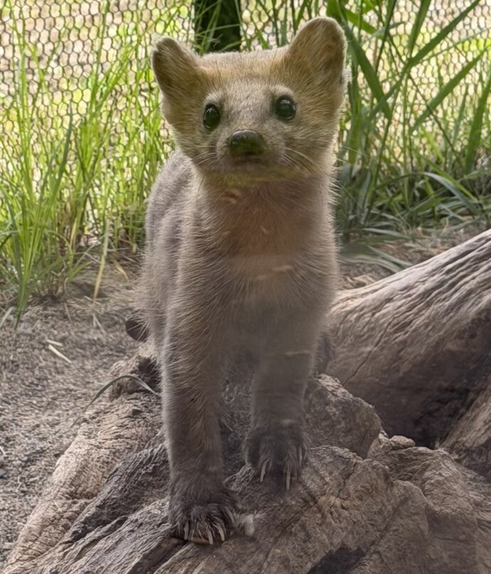 2026年6月の釧路市動物園ニュース｜釧路市ホームページ
