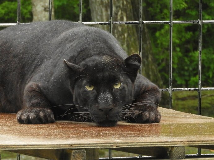 写真：クロヒョウ「ソラ」
