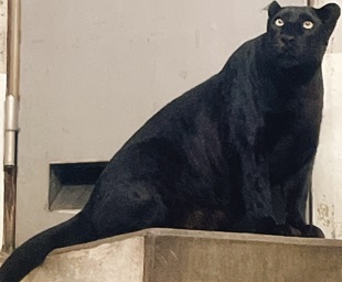 写真：クロヒョウ「ソラ」（室内）