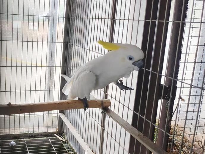 アオメキバタン しんちゃん