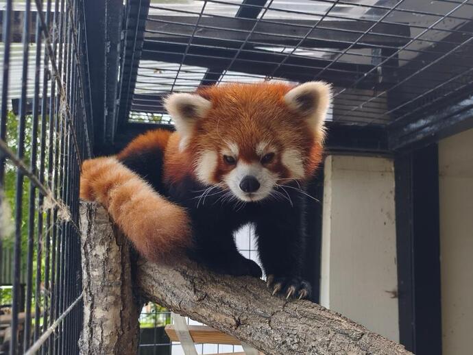レッサーパンダ レラ