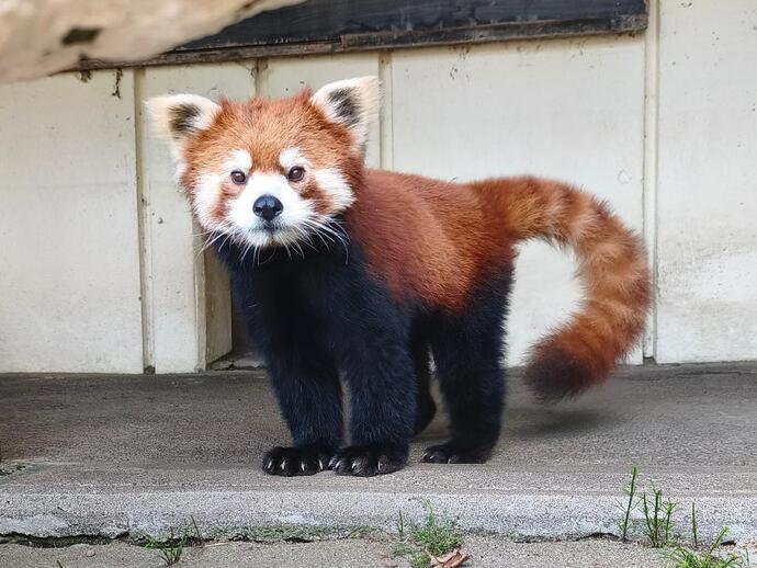 レッサーパンダ 「リム」