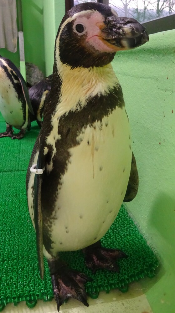 フンボルトペンギン　シロ