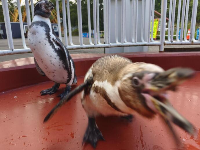 20260821フンボルトペンギン