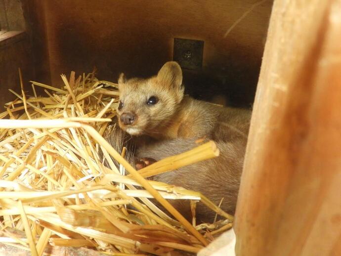 エゾクロテン ミッキー