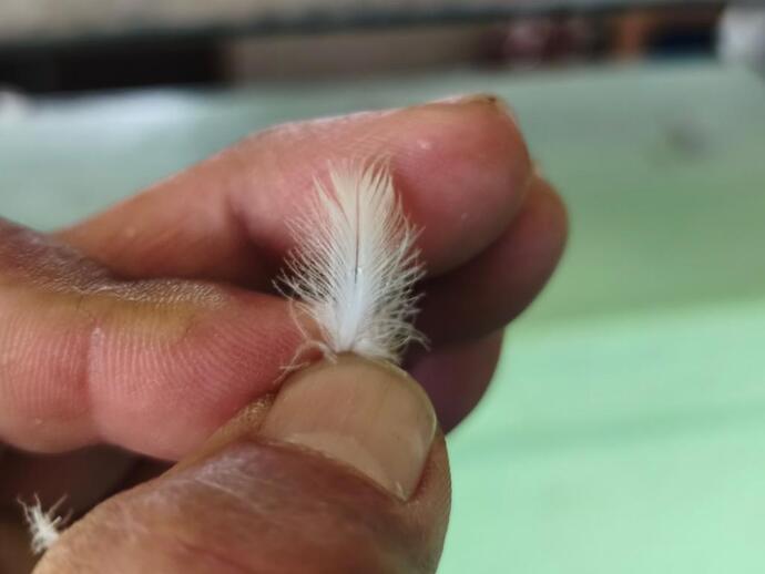 抜けたフンボルトペンギンの羽