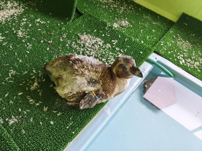 フンボルトペンギンのモモちゃん