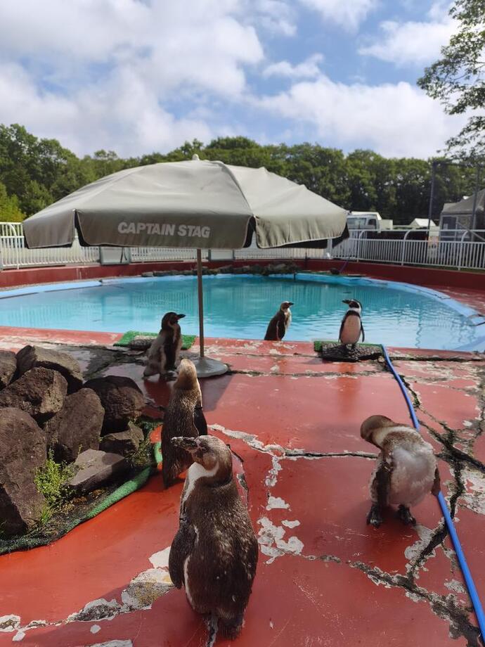 フンボルトペンギンたち