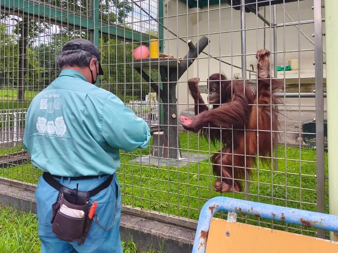 オランウータンのりな