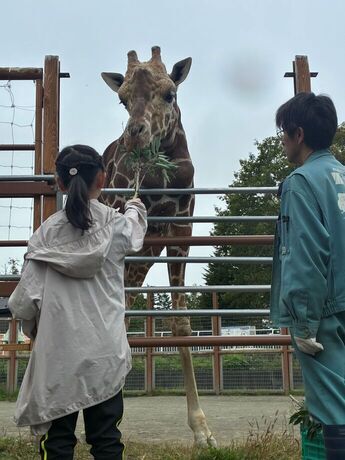 キリン餌やり