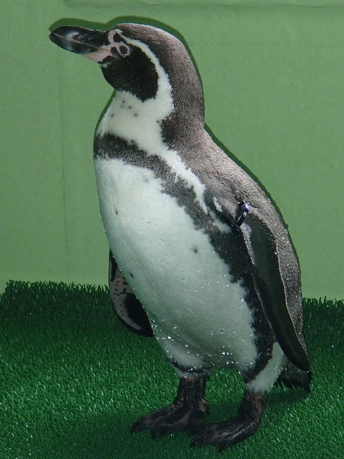 20260916フンボルトペンギン「アヤメ」