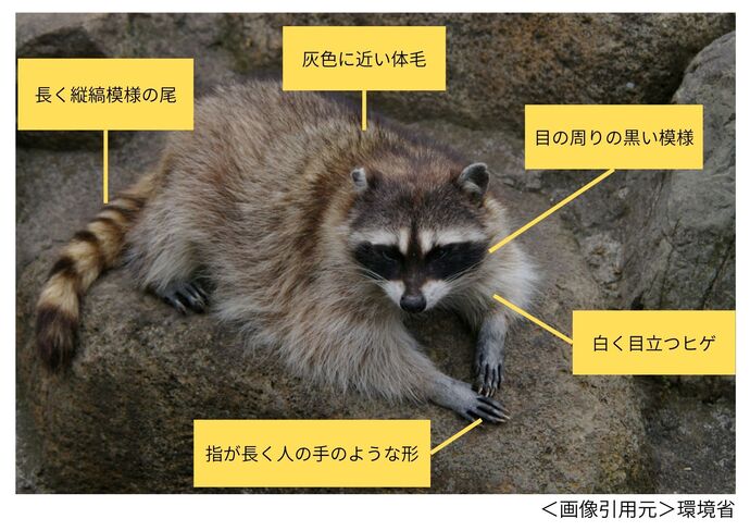 アライグマの特徴について