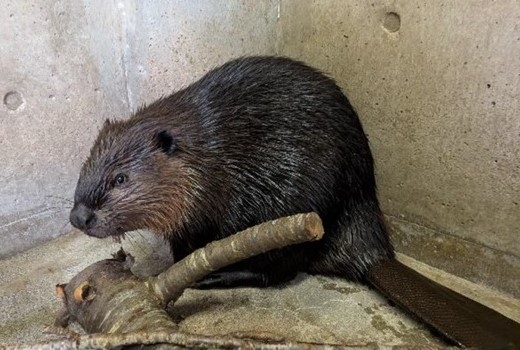 アメリカビーバー「キキョウ」
