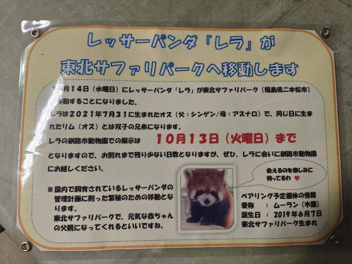 20261016レッサーパンダ「レラ」移動